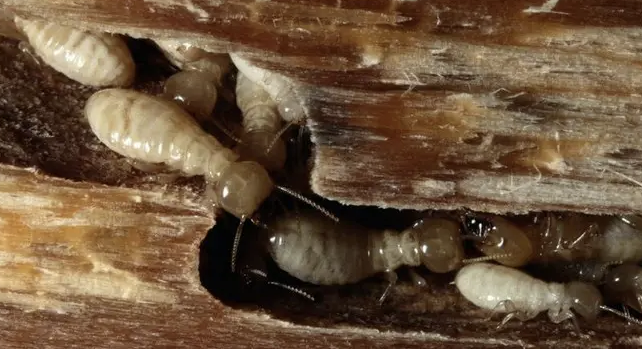 Jasa Anti Rayap untuk Melindungi Bangunan dari Kerusakan